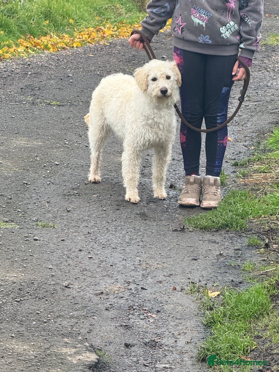 Labradoodle dogs for sale: F1 Female Merle Labradoodle - Image 4