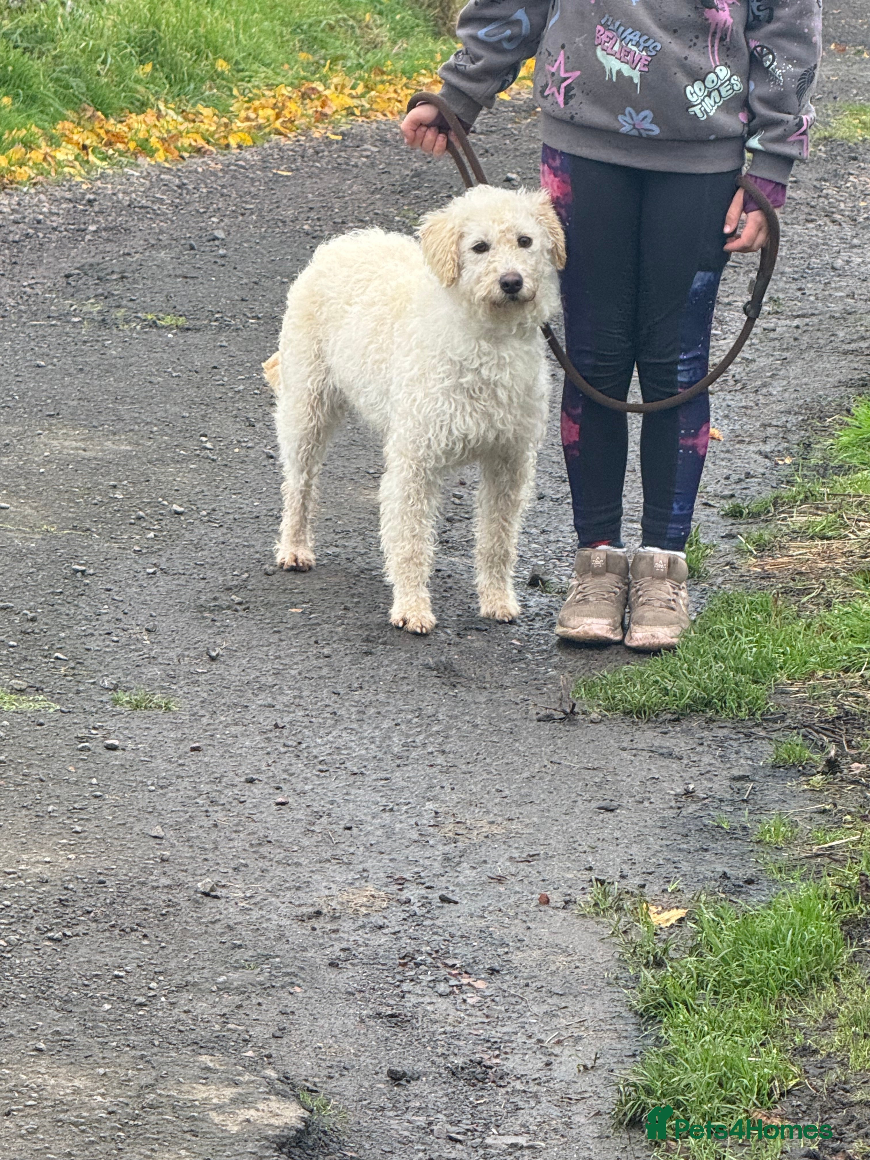 Labradoodle dogs for sale: F1 Female Merle Labradoodle - Advert 6