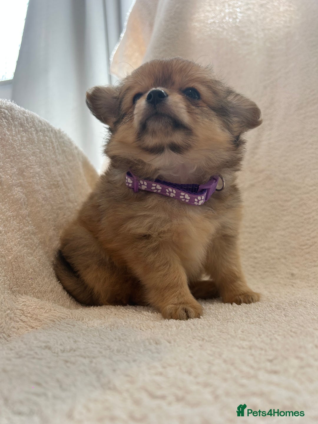 Pomchi dogs for sale: Beautiful fluffy pomchi puppies  - Image 5