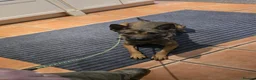 Belgian Shepherd Dog dogs for sale: Stunning Female Malinois  - Advert 3