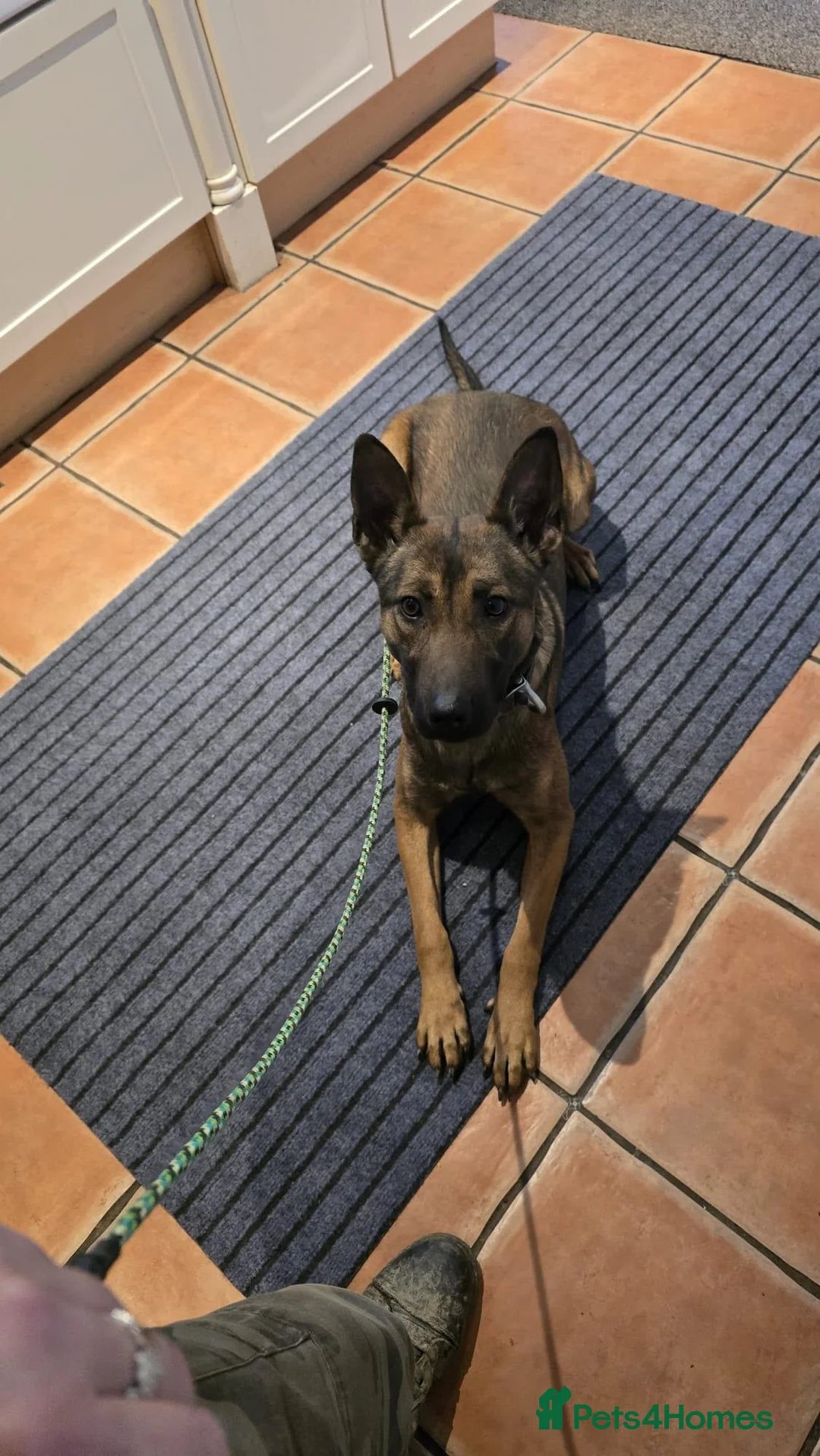 Belgian Shepherd Dog dogs for sale: Stunning Female Malinois  - Advert 3