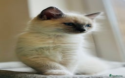 Ragdoll cats for sale: 💙🏆 1 x Beautiful Blue Ragdoll Boy Remaining 💙🏆 in Colwyn Bay - Image 12
