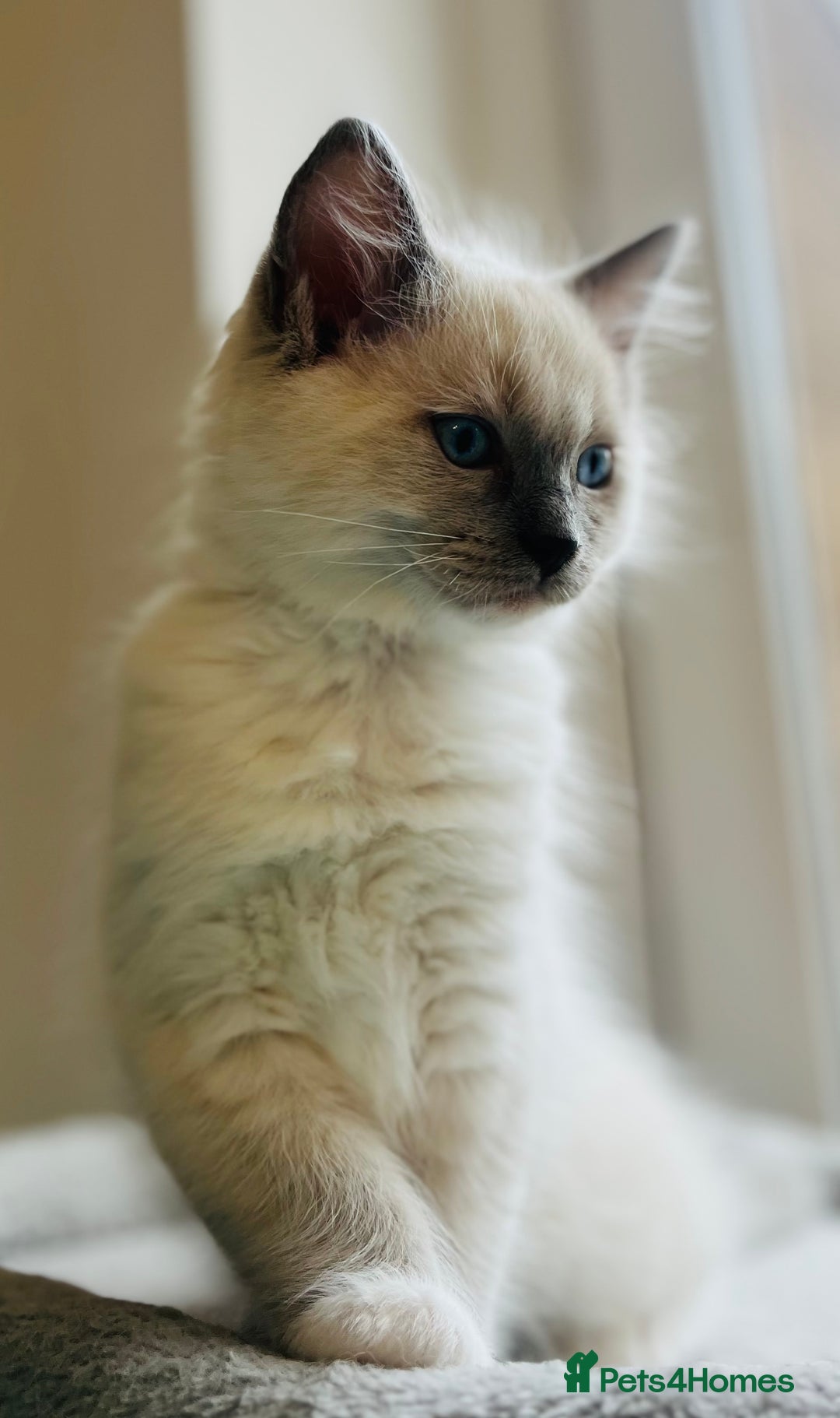 Ragdoll cats for sale: 💙🏆 1 x Beautiful Blue Ragdoll Boy Remaining 💙🏆 in Colwyn Bay - Image 12