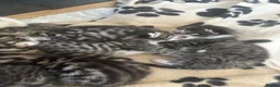 Bengal cats for sale: Gorgeous Bengal kittens  - Advert 13