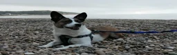 Jack Chi dogs for sale: Huckleberry and Mia looking for a new home x  - Advert 5