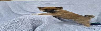 Japanese Shiba Inu 2