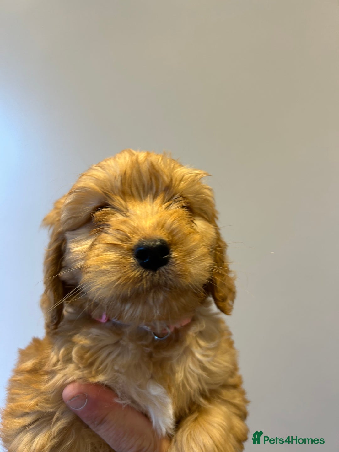 Cockapoo dogs for sale: Cockapoo puppies f1 gorgeous little babys - Advert 14