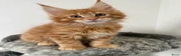 Maine Coon cats for sale: 🐾 Georgous TICA Maine Coon Kittens🐾 - Advert 11