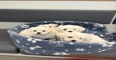 Maltese dogs - Advert 2
