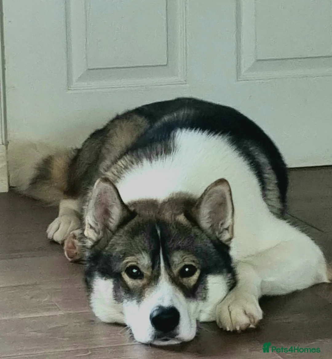 Siberian Husky dogs for stud: 4 year old male husky in Ayr - Advert 9