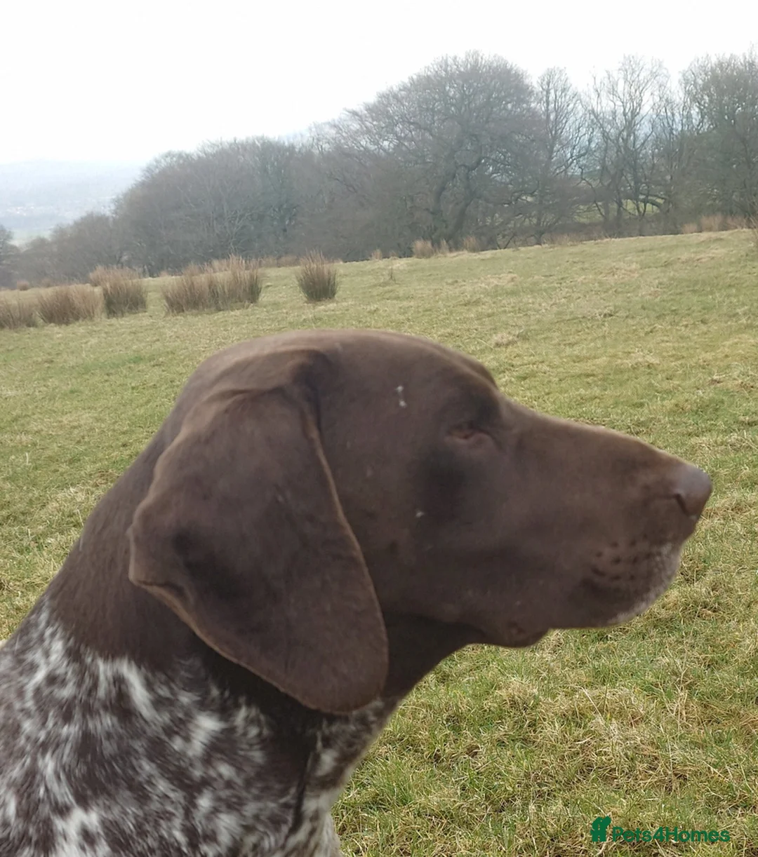 German Shorthaired Pointer dogs for sale: German Shorthaired Pointer. Male. 5 years old - Advert 5
