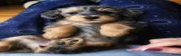 Miniature Schnauzer dogs for sale: Stunning & extremely rare coloured Schnoodle girl  - Advert 2