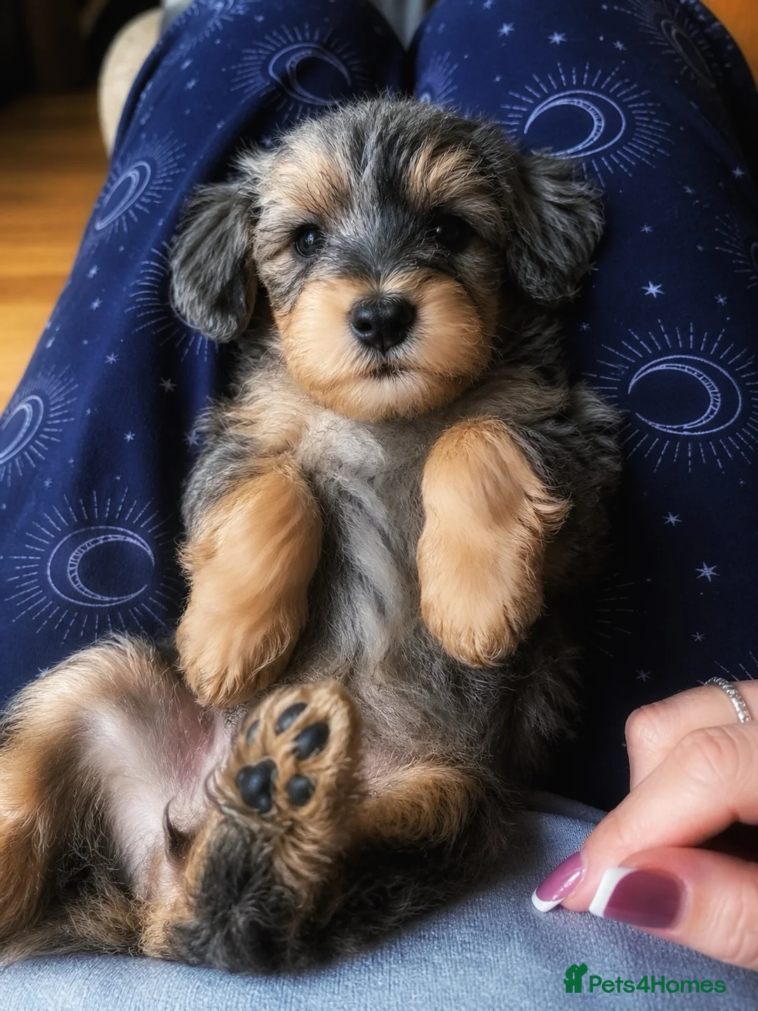 Miniature Schnauzer dogs for sale: Stunning & extremely rare coloured Schnoodle girl  - Advert 2
