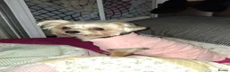 Yorkshire Terrier dogs for sale: Yorkshire terrier x chihuahua in Ramsgate - Advert 4