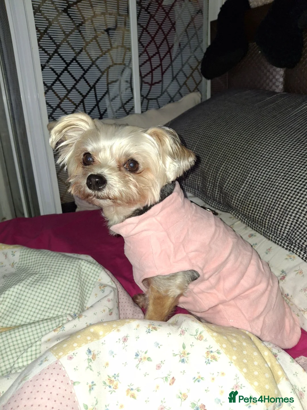 Yorkshire Terrier dogs for sale: Yorkshire terrier x chihuahua in Ramsgate - Advert 4