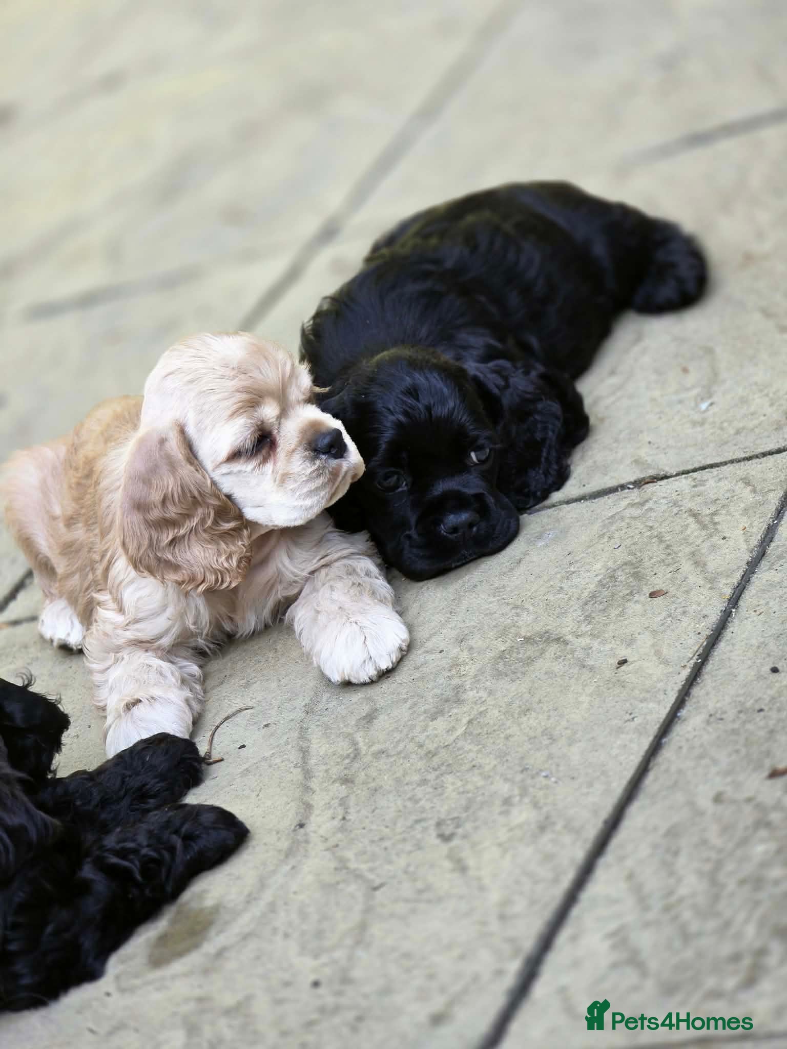 American Cocker Spaniel dogs American cocker spaniels puppies - Advert 9