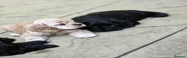 American Cocker Spaniel 2