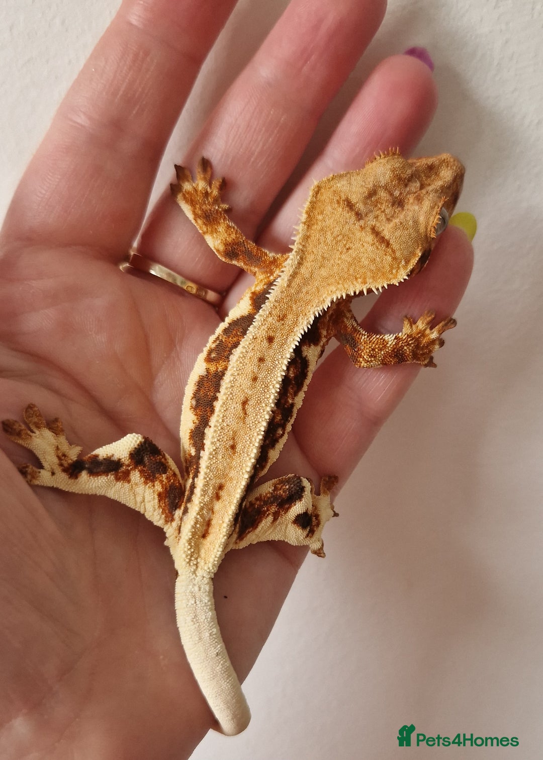 Gecko reptiles for sale: lily white crested geckos for sale - Image 10