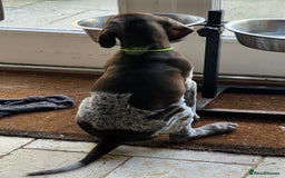 German Shorthaired Pointer dogs for sale: German Shorthaired Pointer Puppies - Image 6