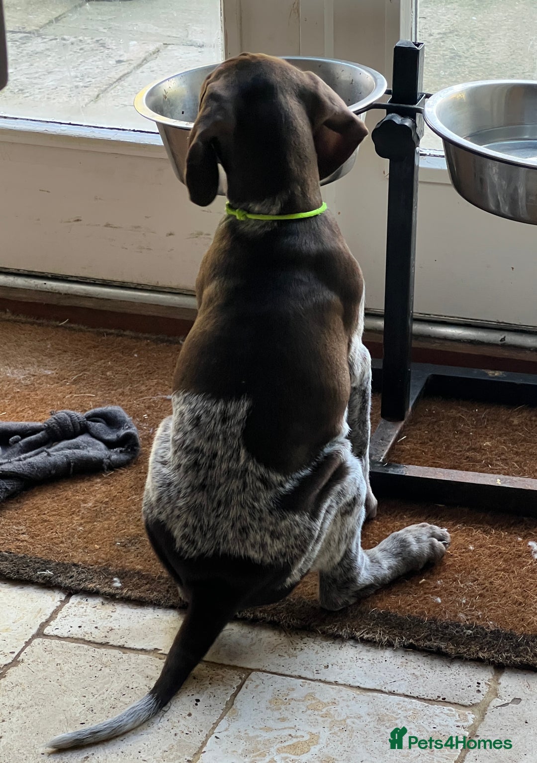 German Shorthaired Pointer dogs for sale: German Shorthaired Pointer Puppies - Image 6