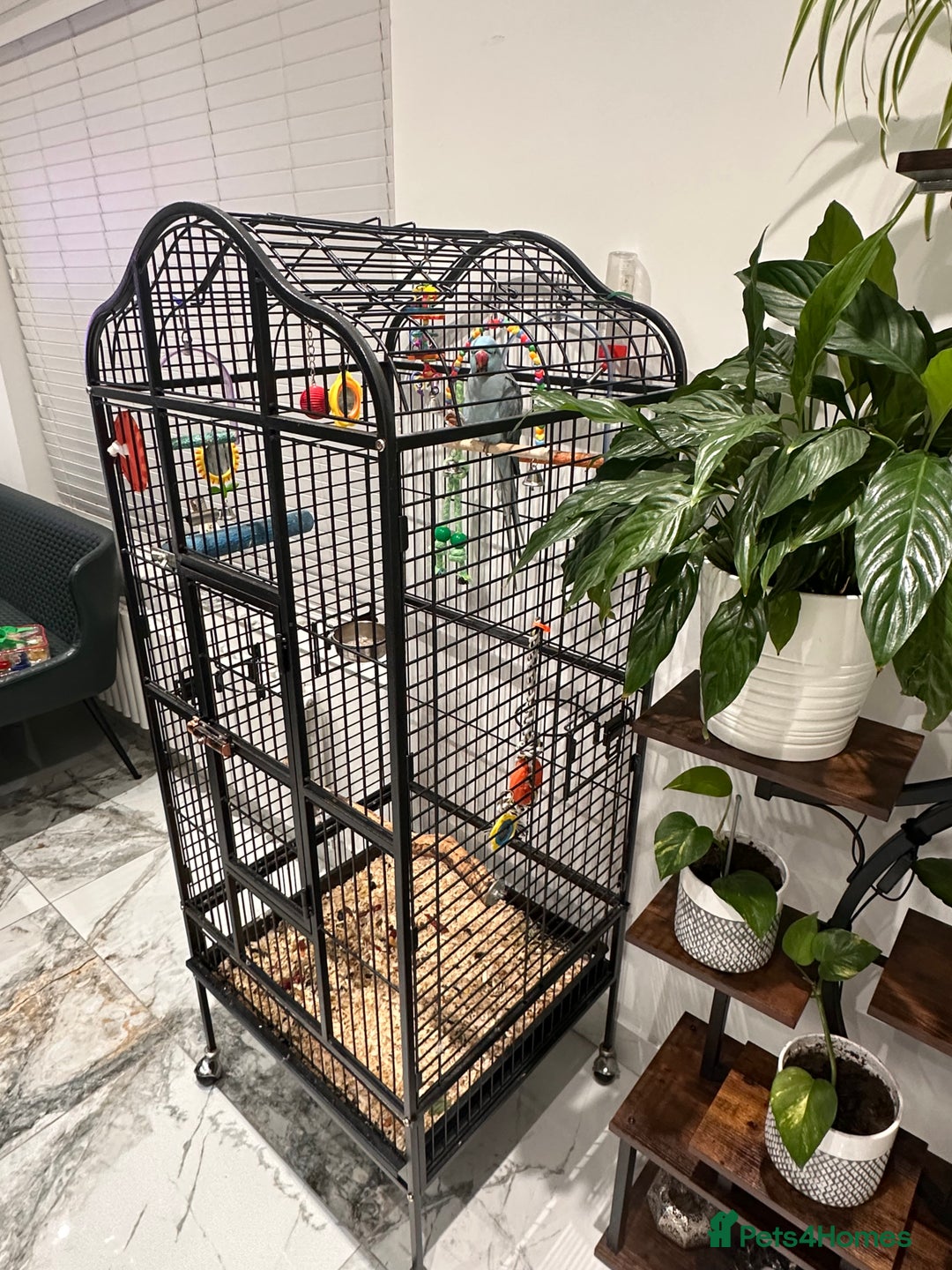 Ringnecks birds for sale: Indian Ringneck Parrot  - Advert 5