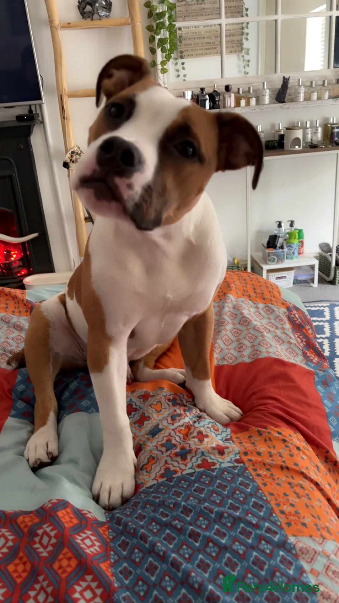 American Bulldog dogs for sale: American Bulldog pedigree 6 month puppy - Advert 2
