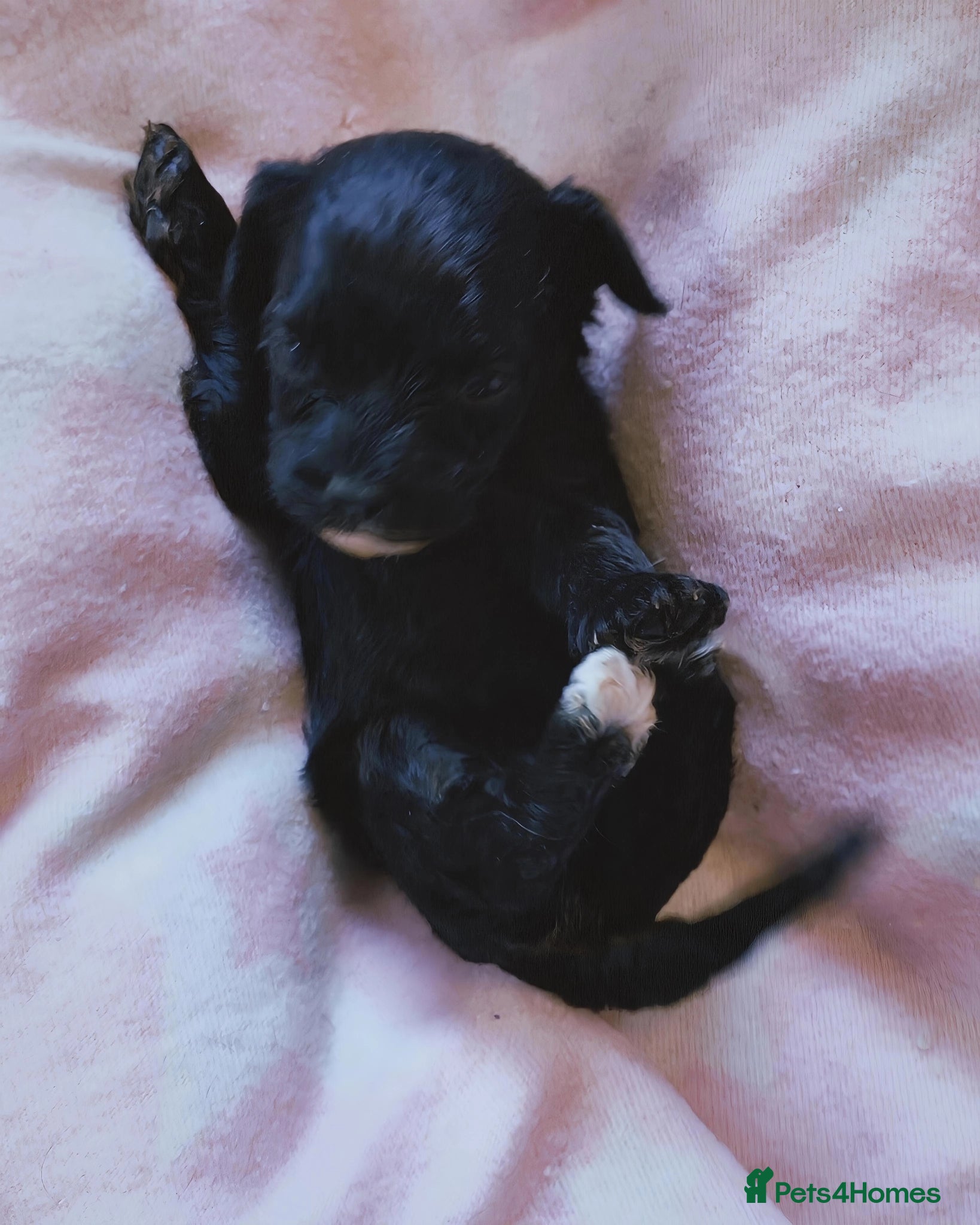 Cavapoo dogs Unique🌈Litter F1 Cavapoo's Health Tested  - Advert 4