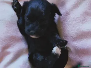 Cavapoo dogs Unique🌈Litter F1 Cavapoo's Health Tested - Advert 4