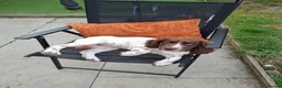 English Springer Spaniel dogs for sale: Puppy  in Abergele - Advert 4