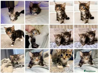 Turkish Angora cats Beautiful Turkish Angora Cross Kittens - Advert 7