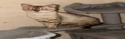 Bengal cats for sale: Snow lynx bengal male - Advert 4