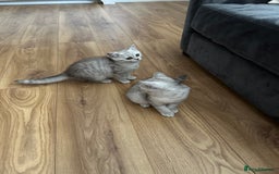 British Shorthair cats for sale: Beautiful British Shorthair Girls - Image 4