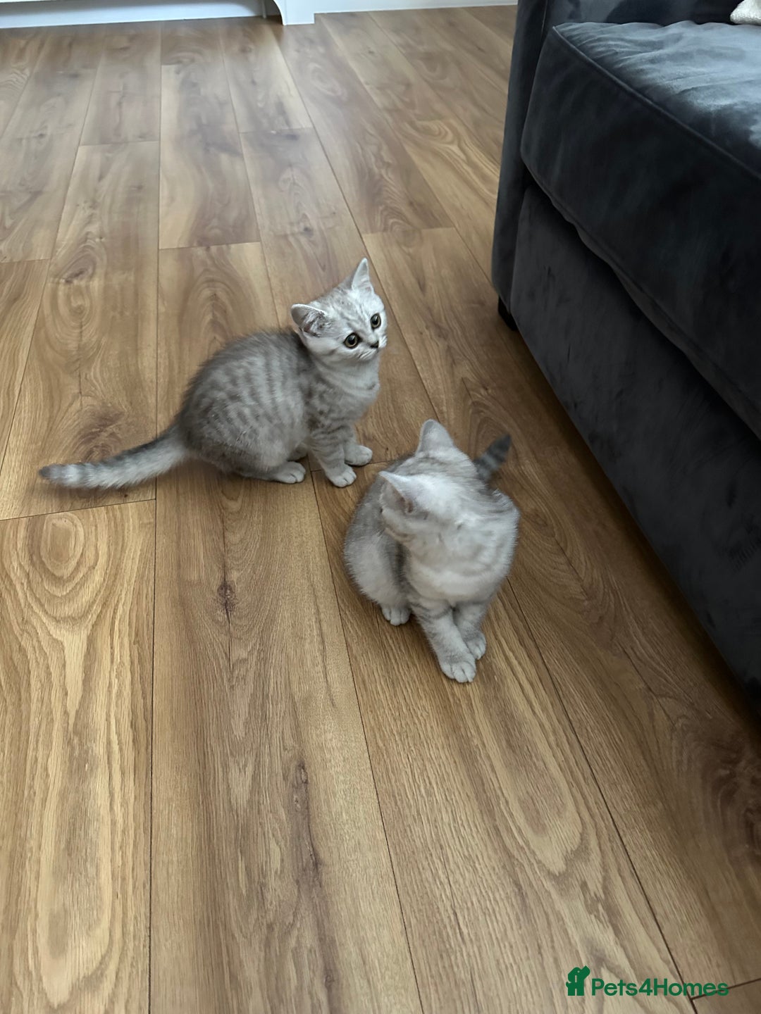 British Shorthair cats for sale: Beautiful British Shorthair Girls - Image 4
