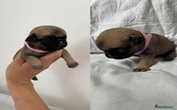 Pug dogs for sale: Gorgeous KC Reg Pug Litter Of 10 - Image 8