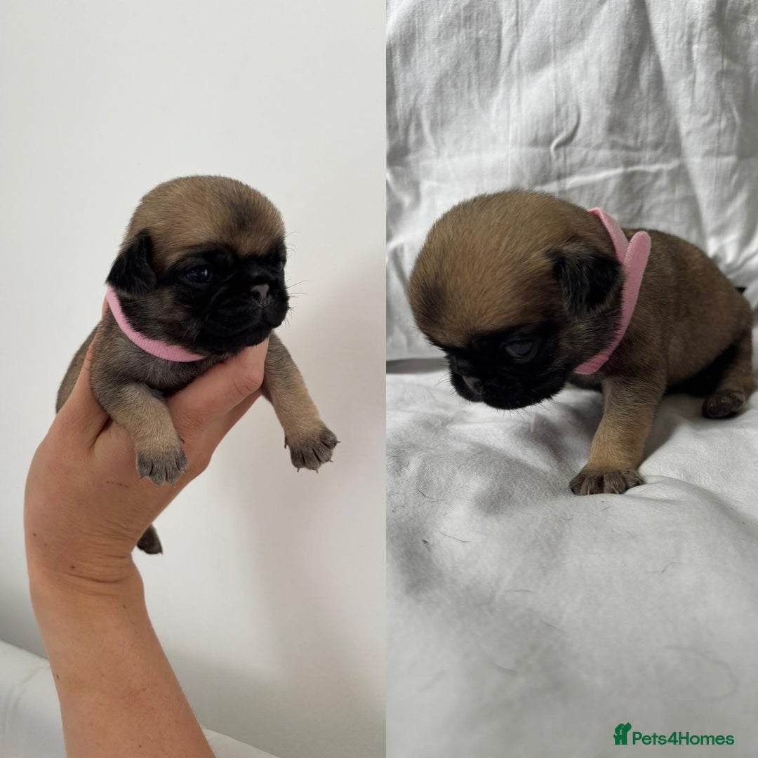 Pug dogs for sale: Gorgeous KC Reg Pug Litter Of 10 - Image 8