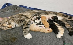 Mixed Breed cats for sale: GINGER GIRL AND TABBY BOY  - Image 17