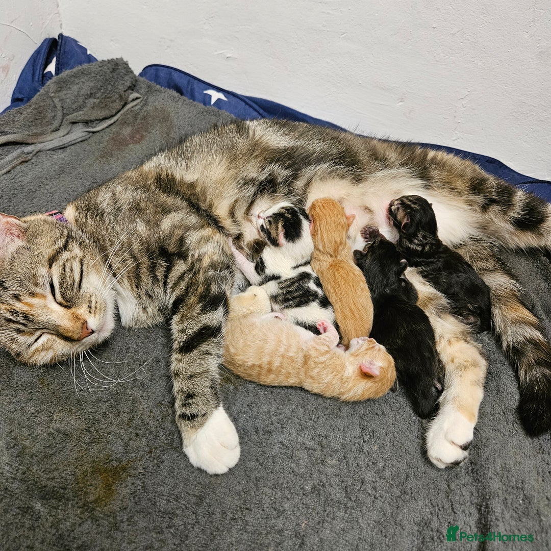 Mixed Breed cats for sale: GINGER GIRL AND TABBY BOY  - Image 17