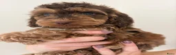 Cockapoo dogs for sale: Stunning sable cockerpoos  - Advert 30