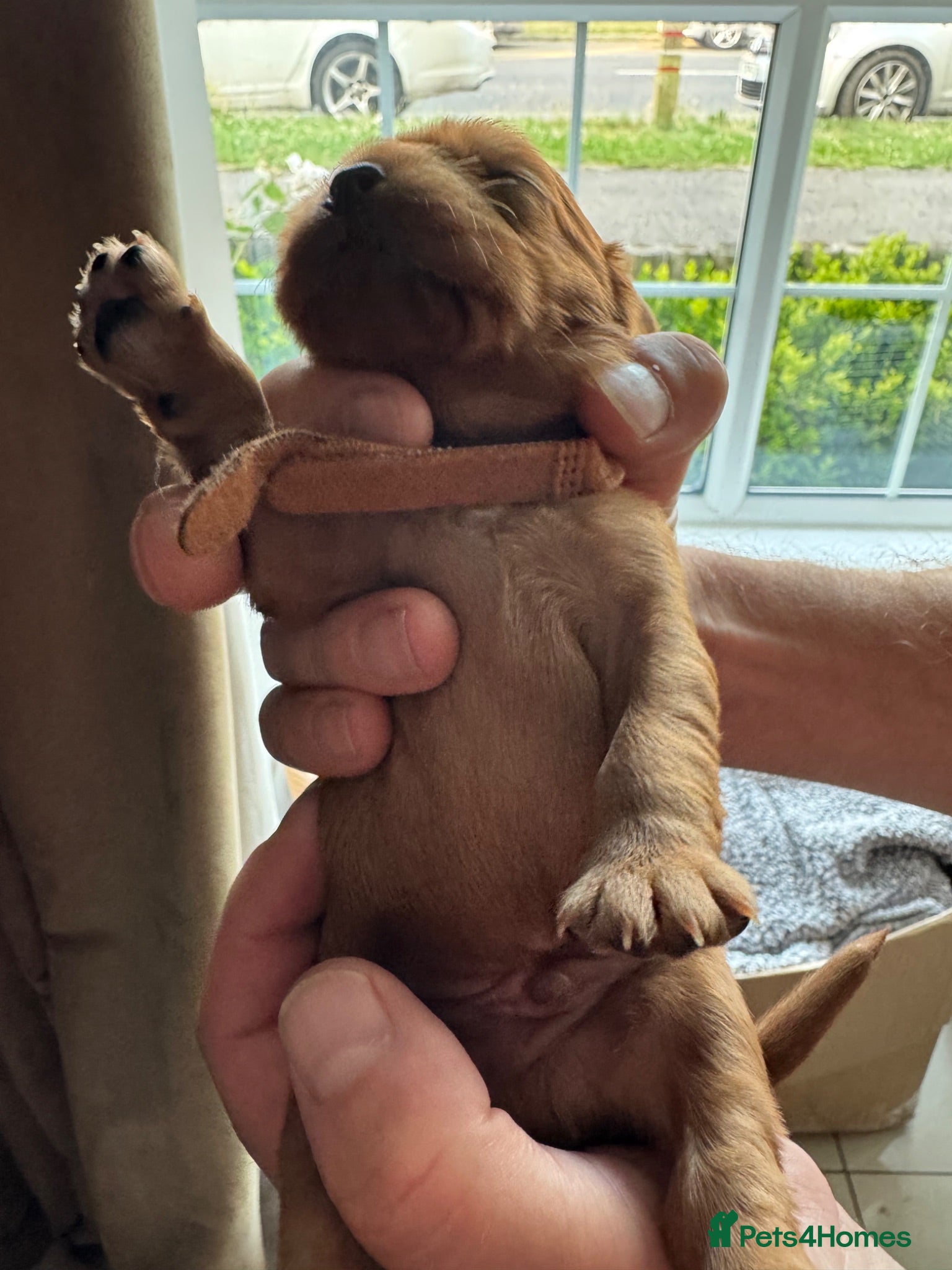 Cavalier King Charles Spaniel dogs Beautiful Cavalier King Charles Spaniel Puppies 🐶 - Advert 2