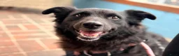 Mixed Breed dogs for adoption: Meet Sparkle,currently residing in Essex  in Frinton-on-Sea - Advert 5