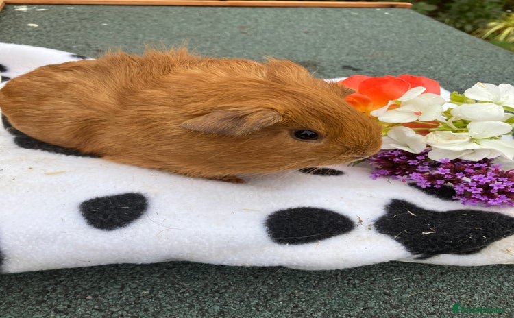 Guinea Pig rodents - Advert 1