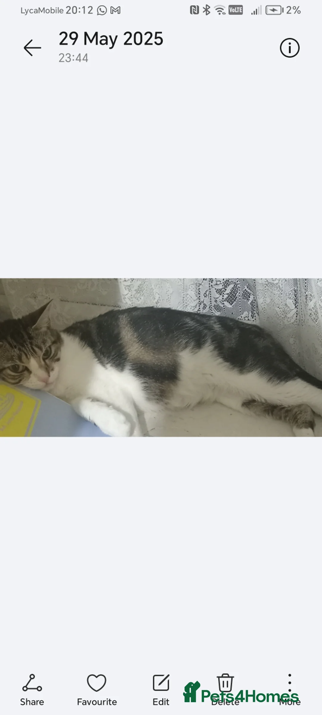 British Shorthair cats for sale: Lovely cat - Advert 3