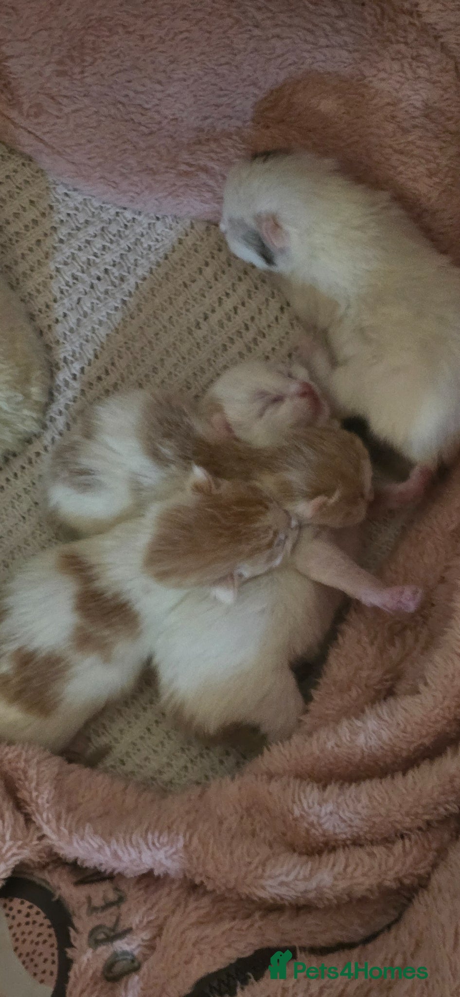 Mixed Breed cats Kittens have landed! - Advert 3