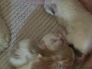 Mixed Breed cats Kittens have landed! - Advert 3