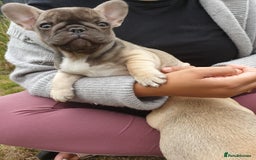 French Bulldog dogs for sale: 2 beautiful puppies available 😍  - Image 3