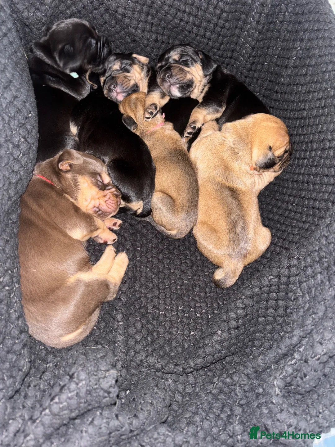 Mixed Breed dogs for sale: Cockerbull puppies for sale 💗 - Advert 1