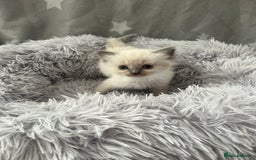 Ragdoll cats for sale: 7 Ragdoll kittens  - Image 6