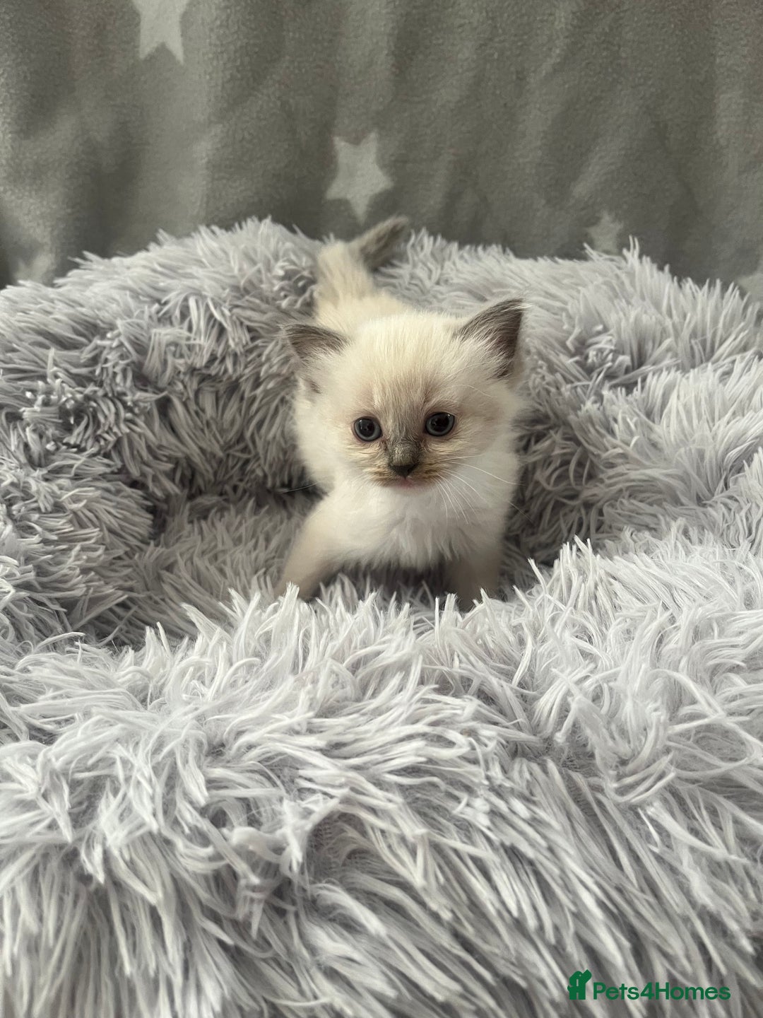 Ragdoll cats for sale: 7 Ragdoll kittens  - Image 6