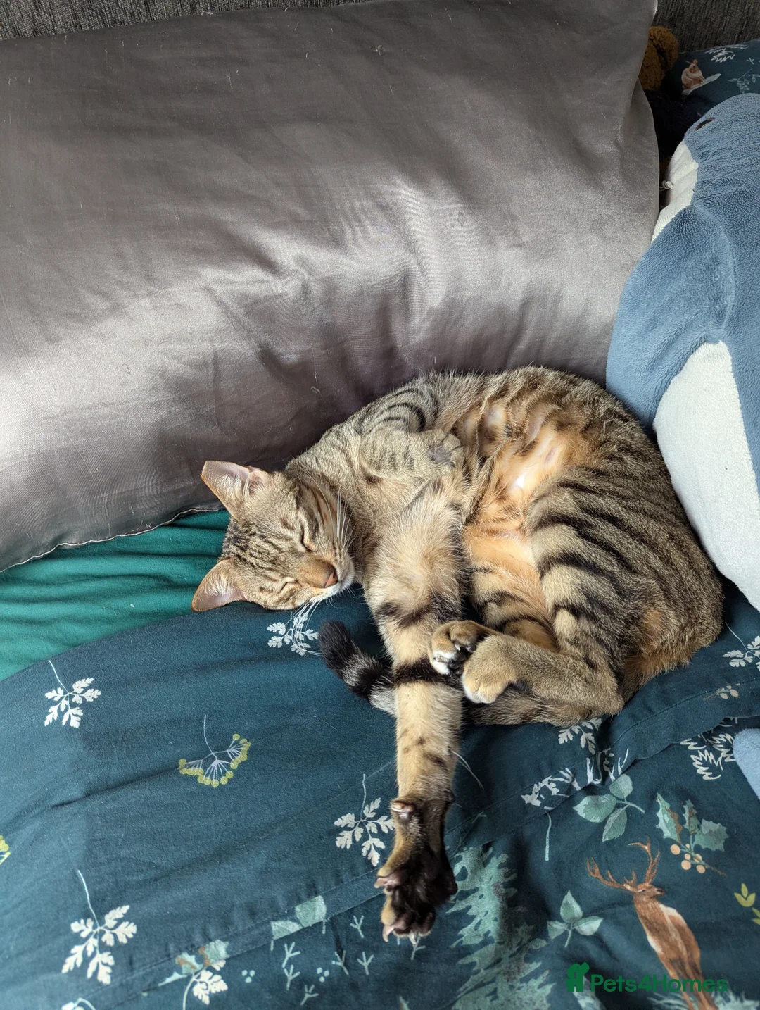 Arabian Mau cats for sale: Bugsy - Male 1.5yr Arabian Mau Tabby - Advert 2