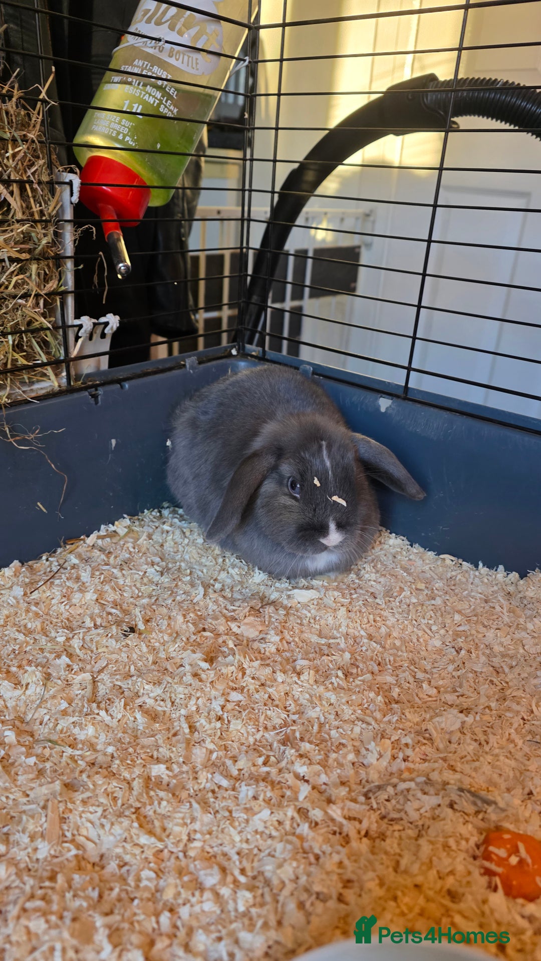 Mini Lion Lop rabbits for sale: 3 mini lion lops girls for sale - Advert 5